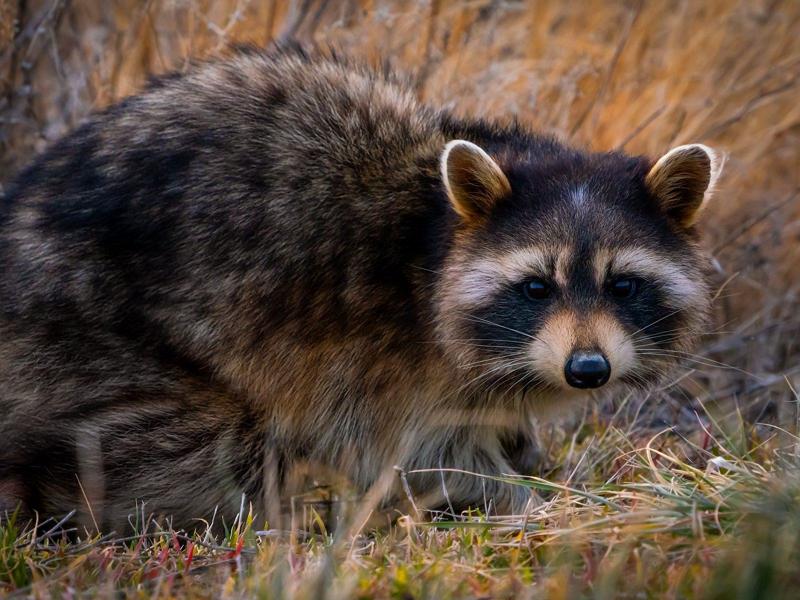 Wildlife removal work near Maynardville, TN