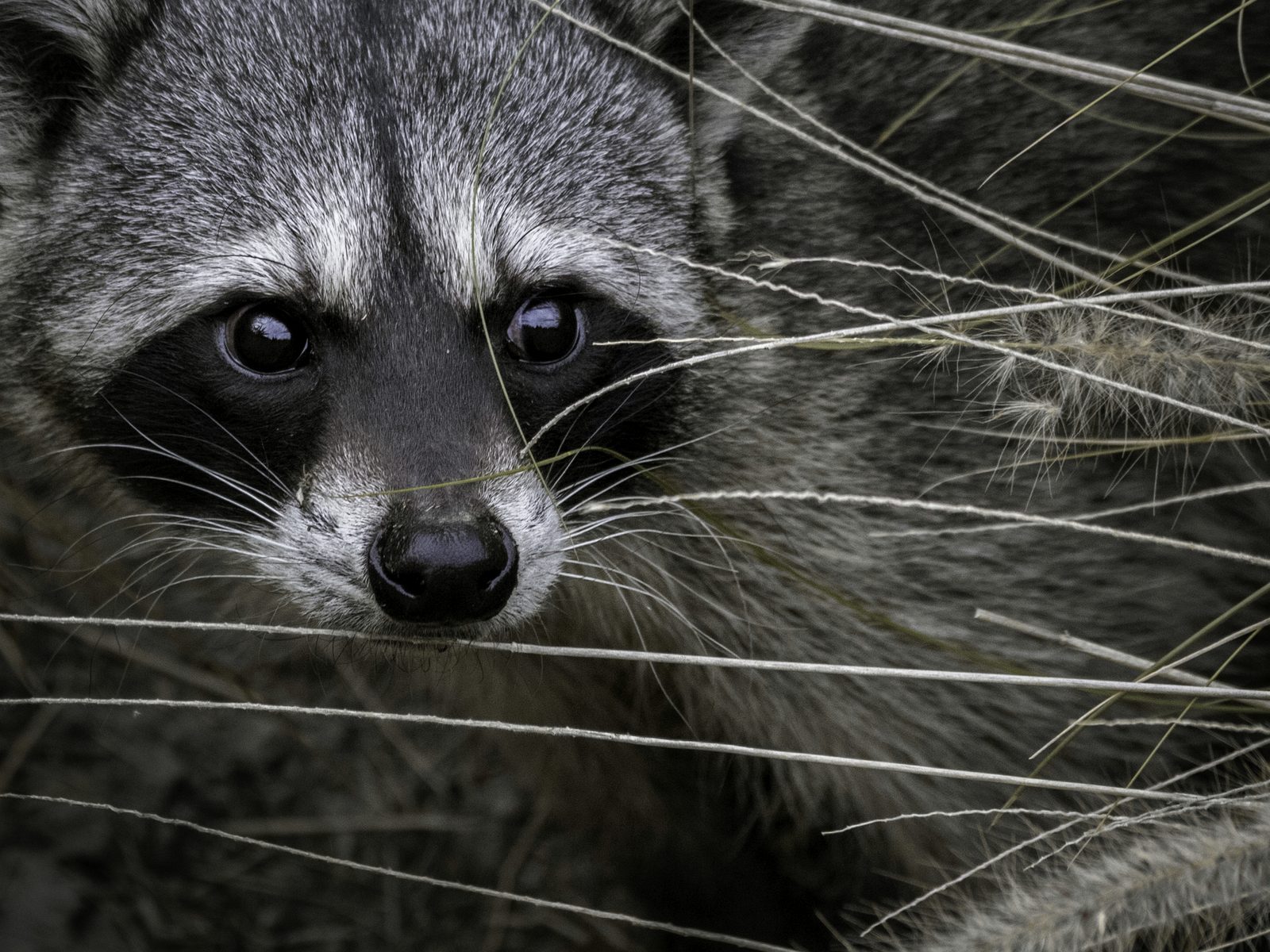 Wildlife removal work near Decatur, AR