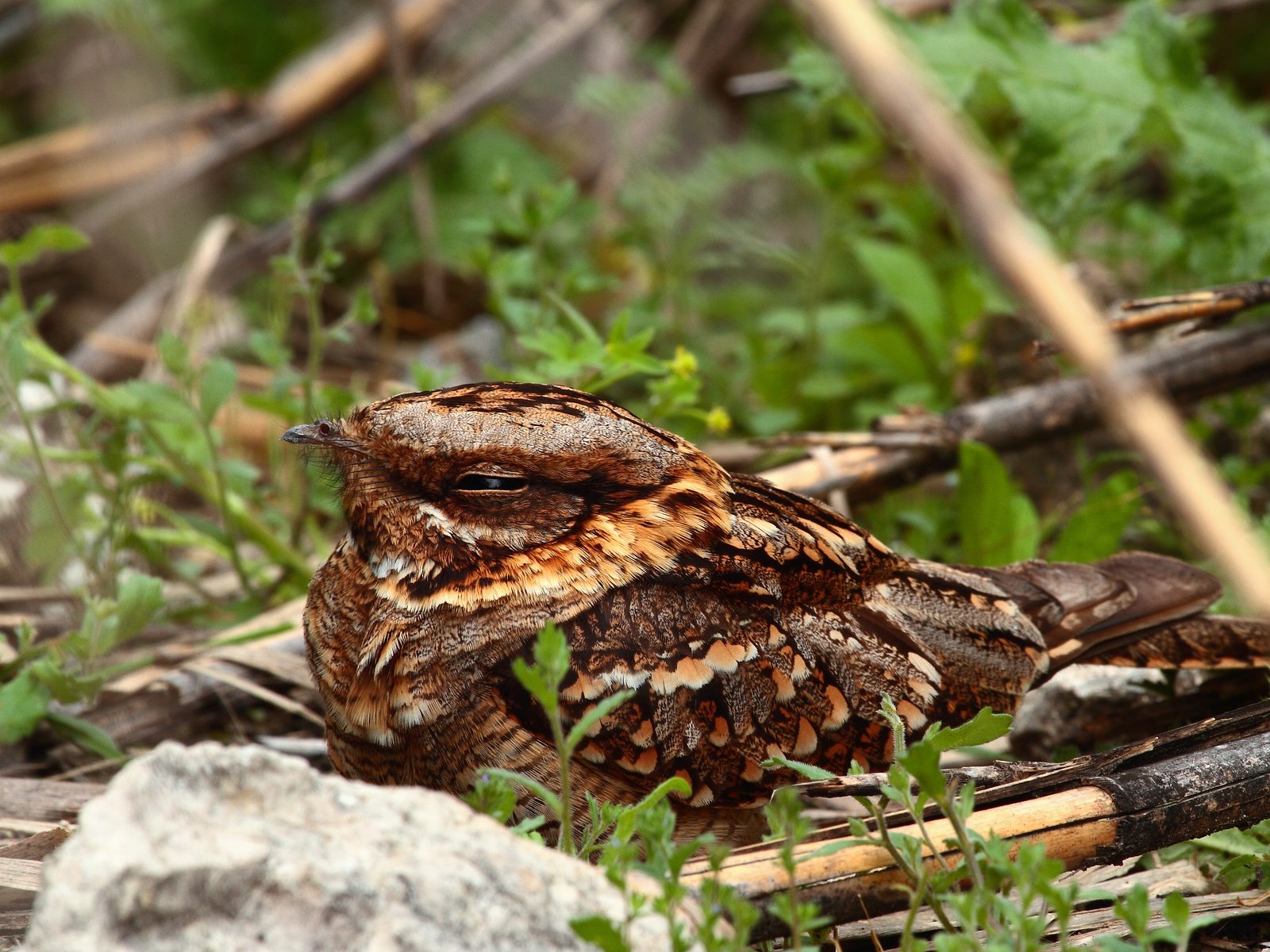 Wildlife removal work near Watauga, TN