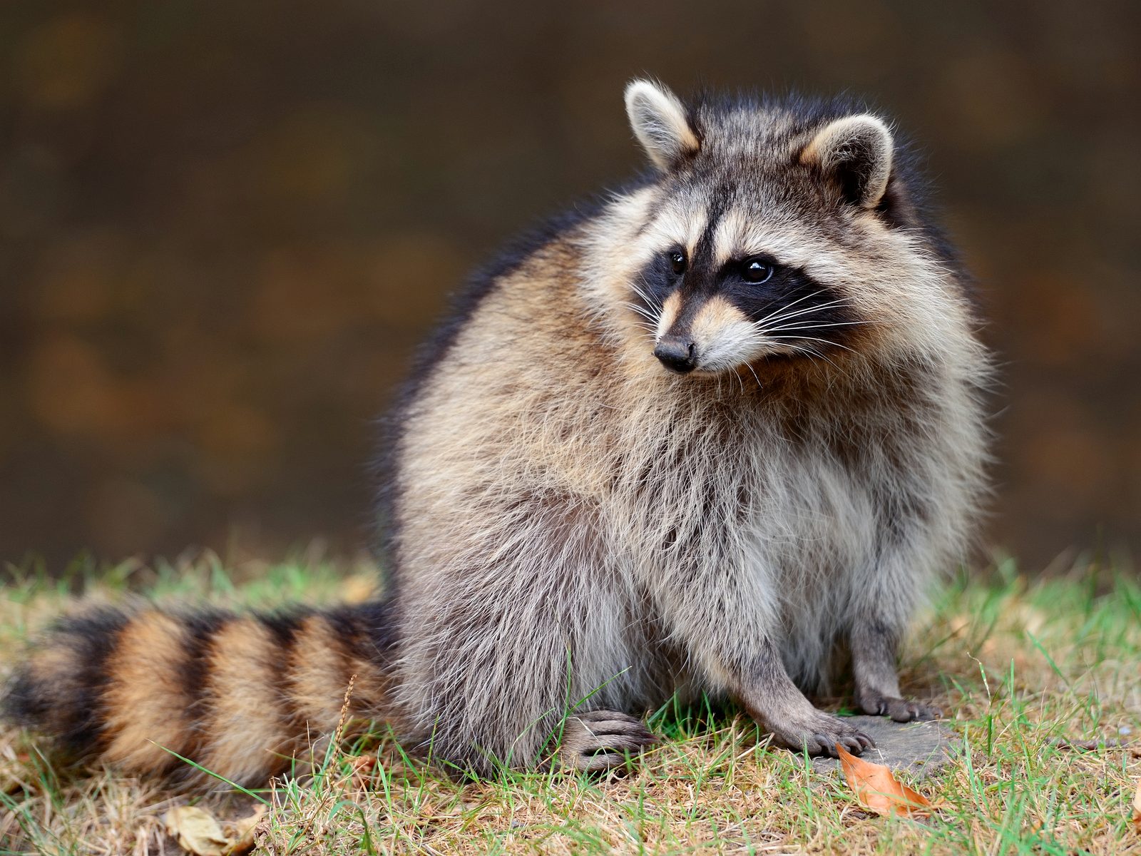 Wildlife removal work near New Market, TN