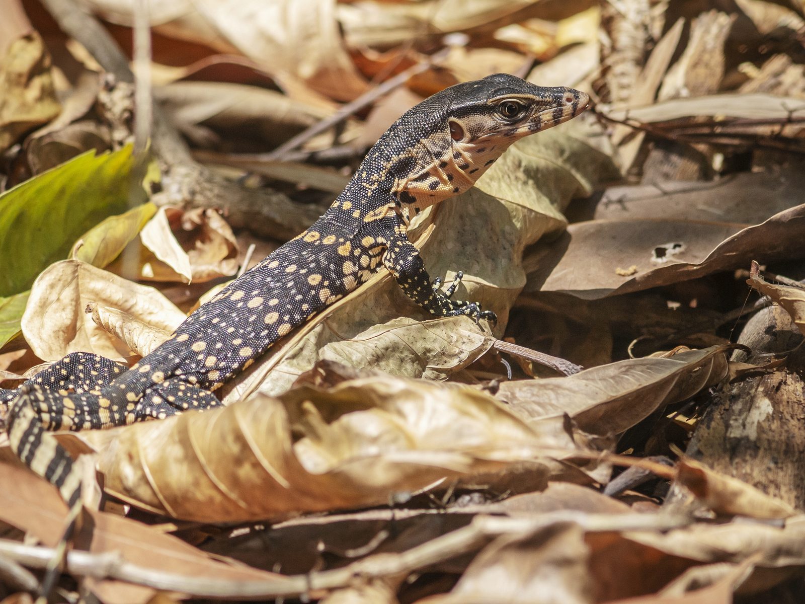 Wildlife removal work near Fayetteville, AR