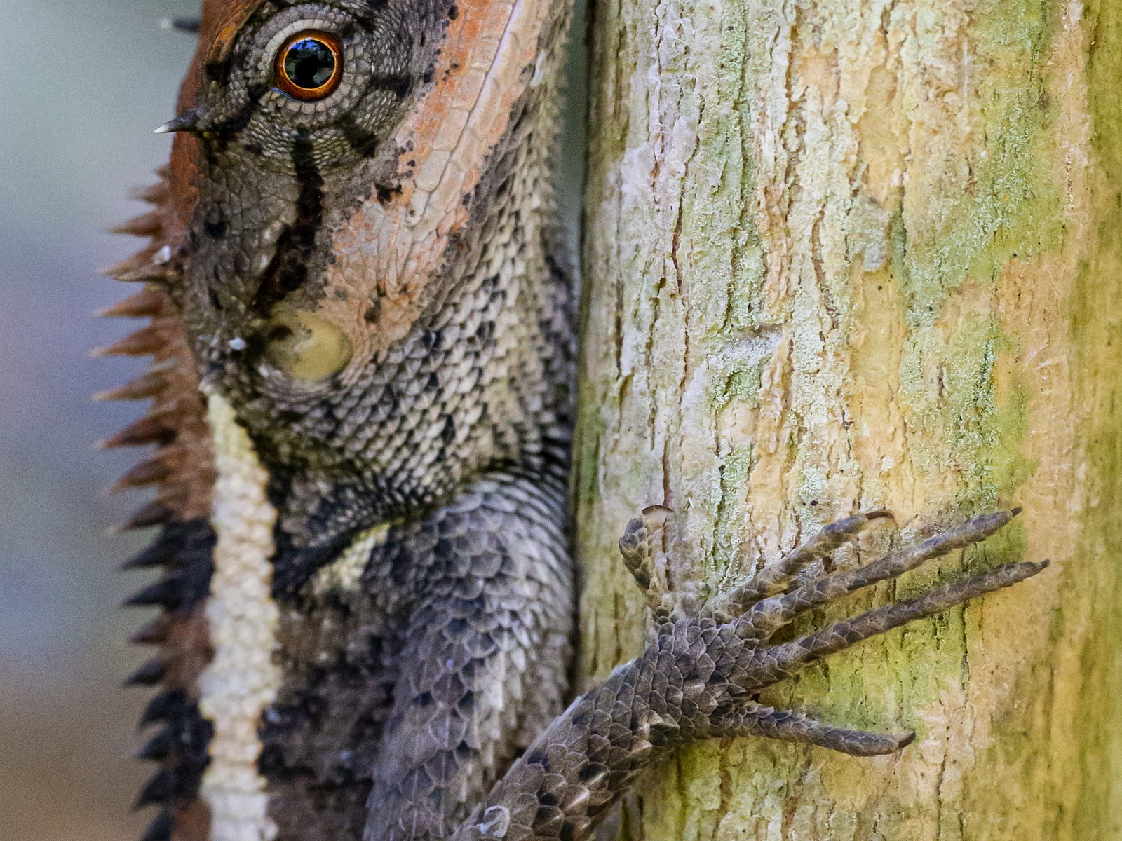 Wildlife removal work near Erwin, TN