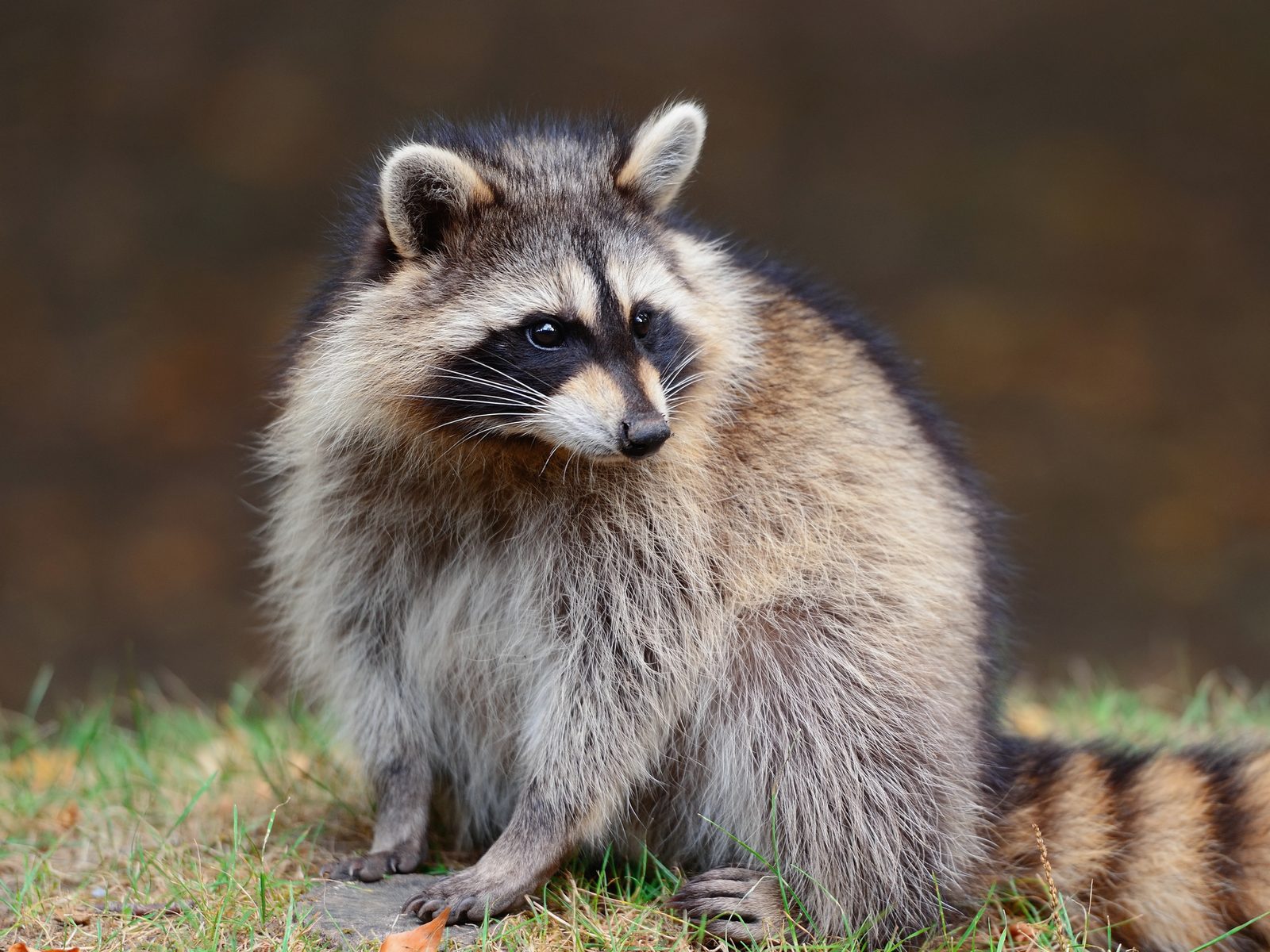 Wildlife removal work near Rogersville, TN