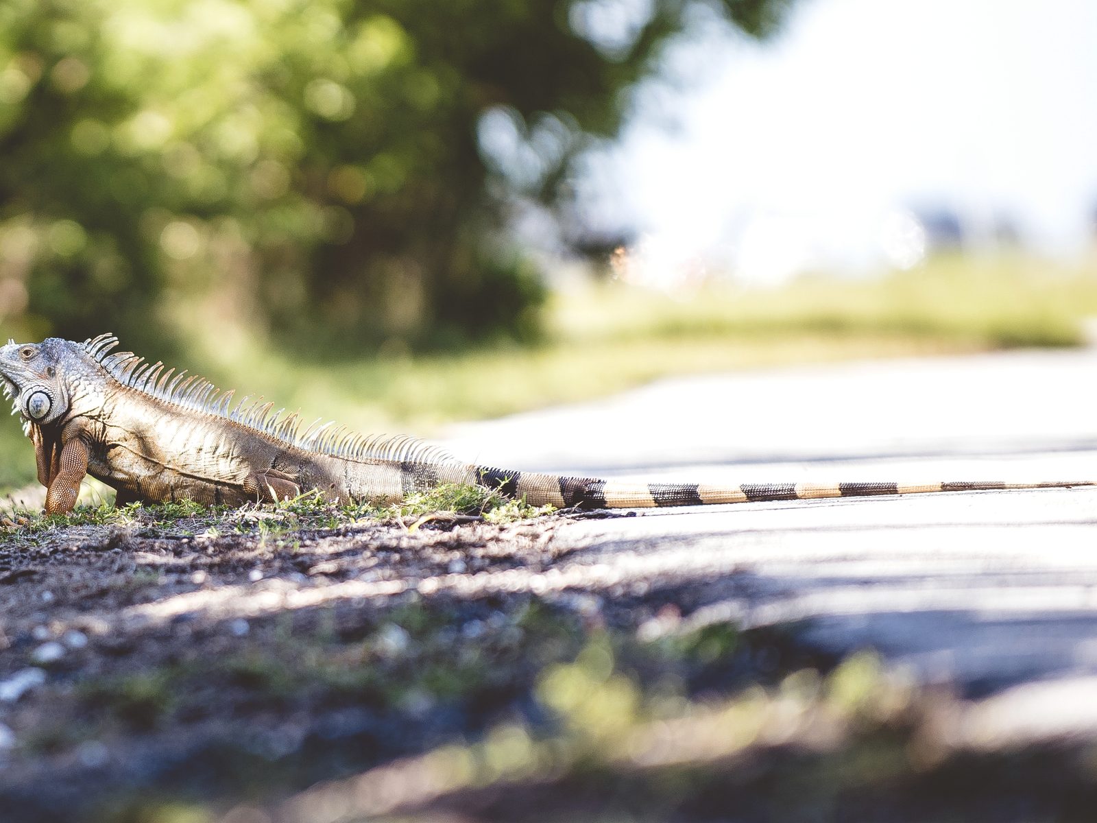 Wildlife removal work near Houston, TX