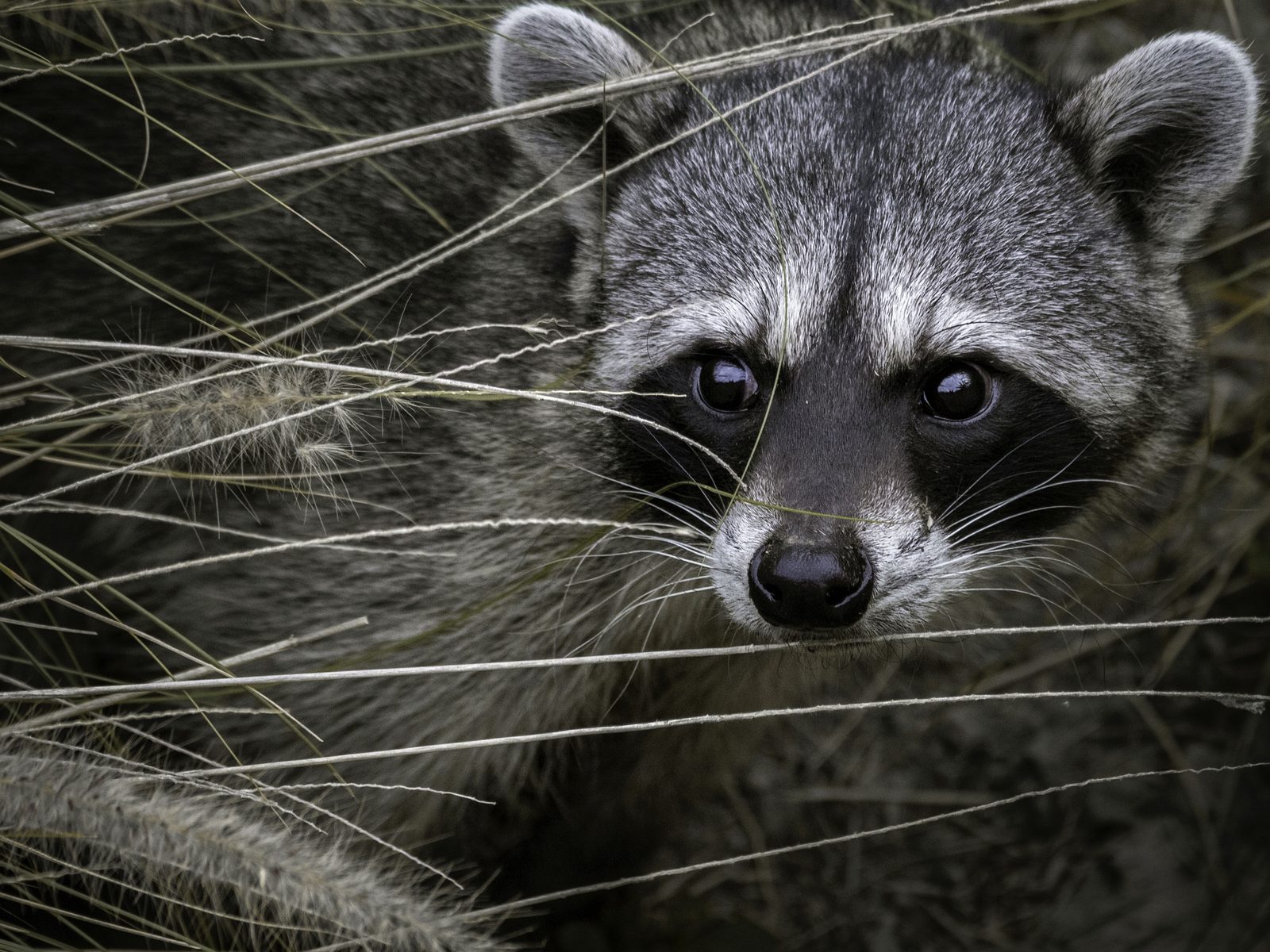 Wildlife removal work near Eagle Rock, MO