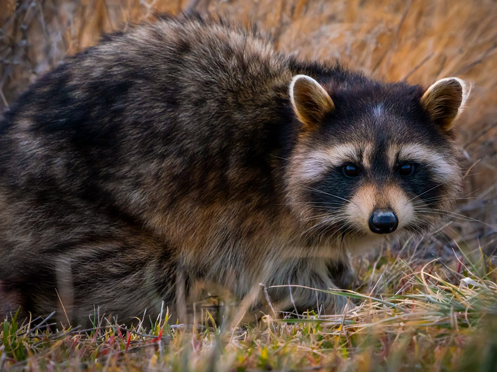 Wildlife removal work near Madisonville, TN