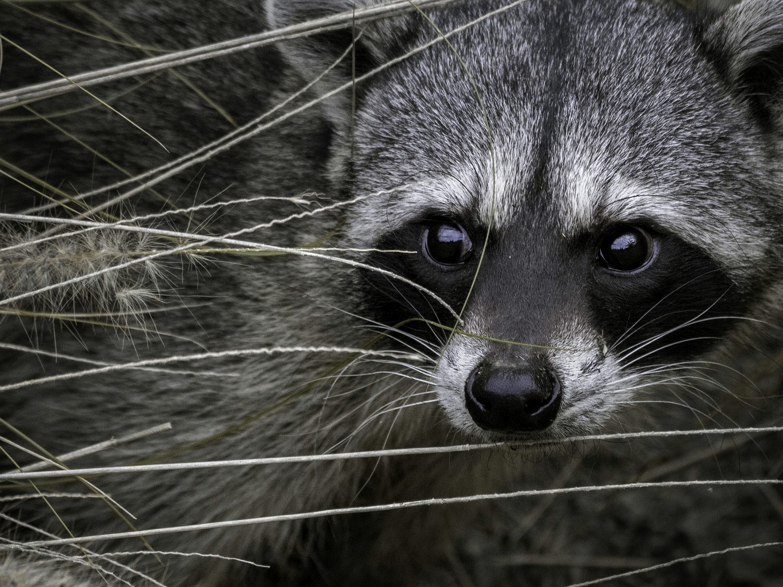 Wildlife removal work near Vero Beach, FL