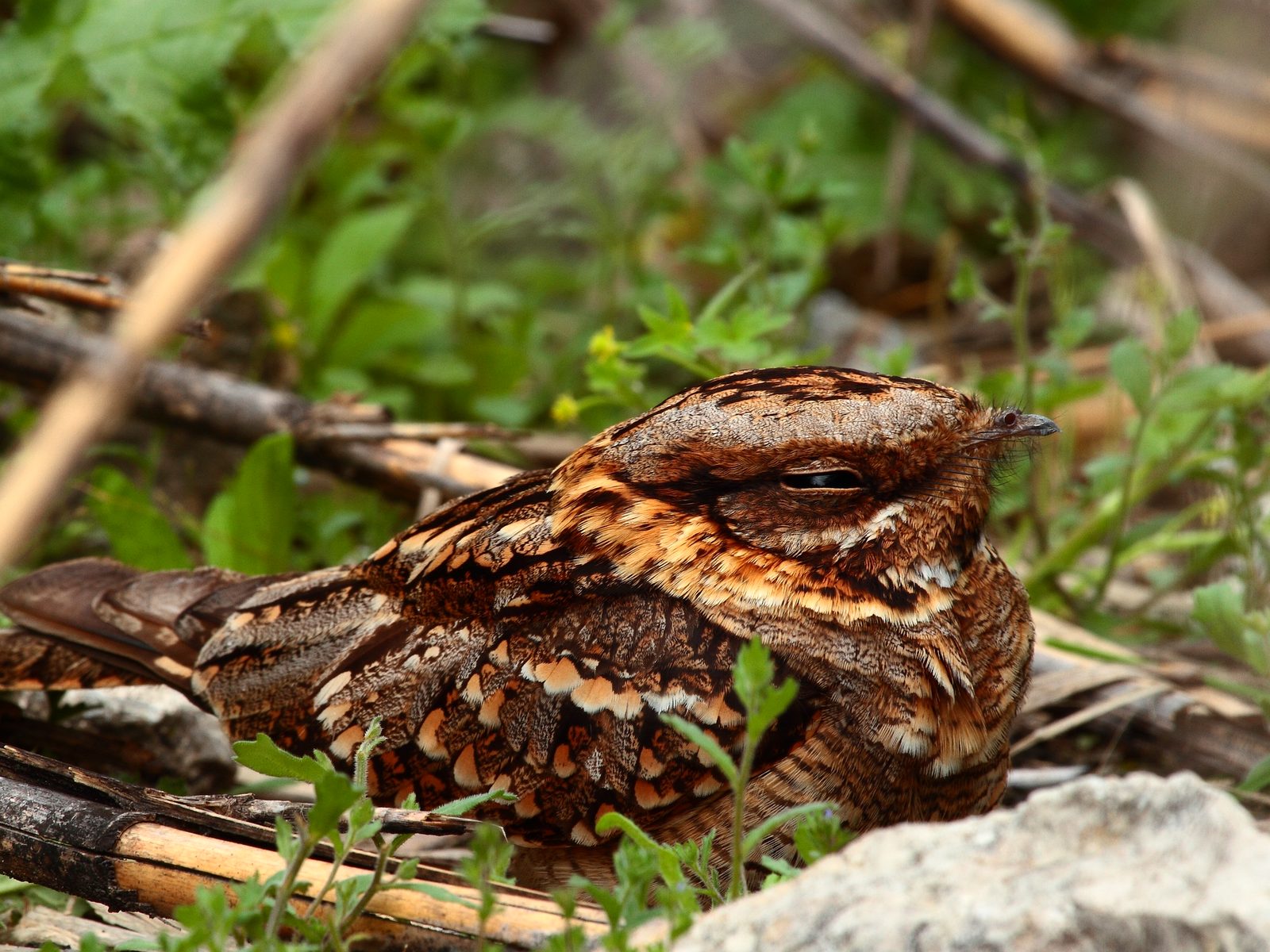 Wildlife removal work near Richmond, TX