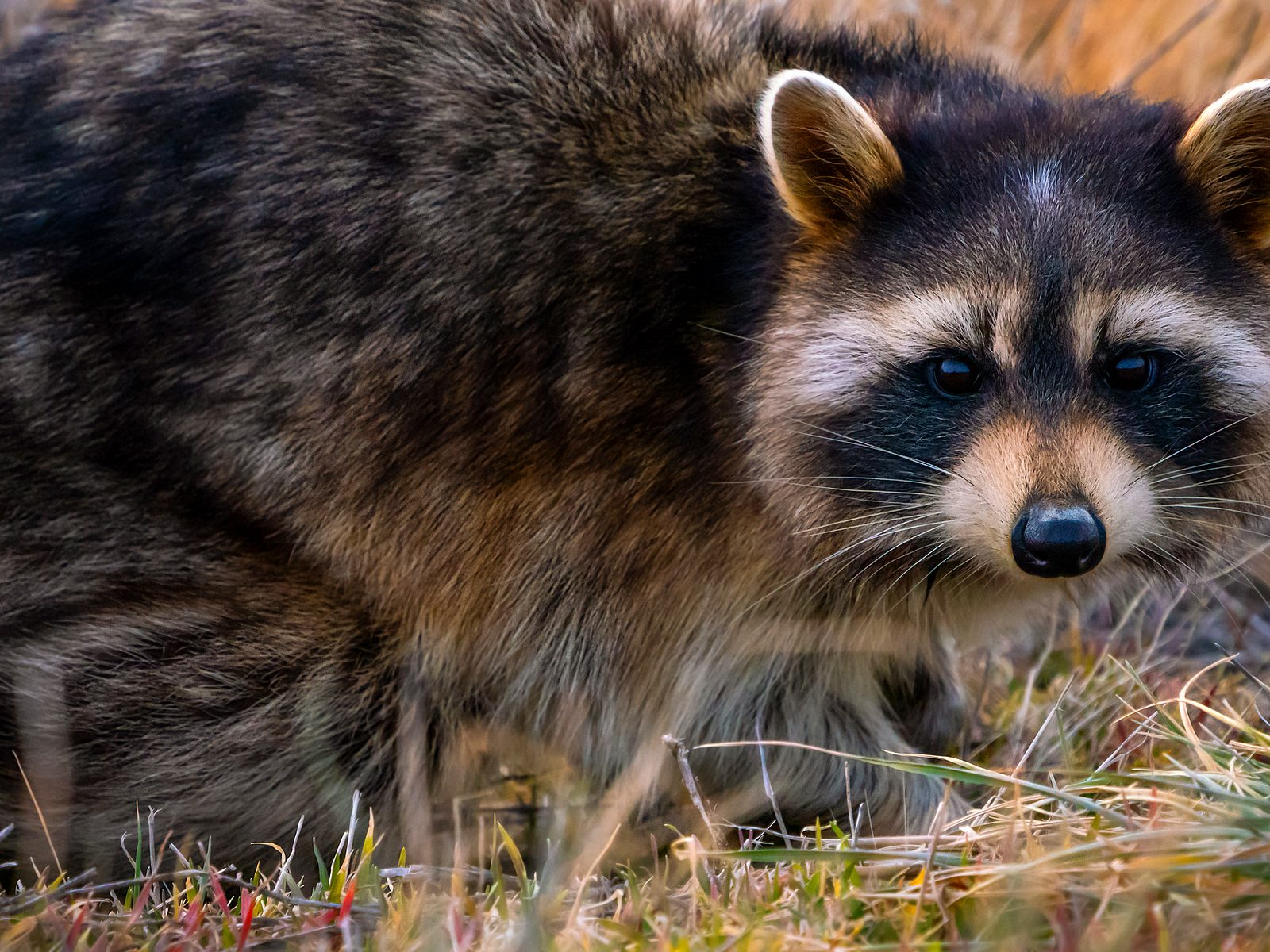 Wildlife removal work near Farragut, TN