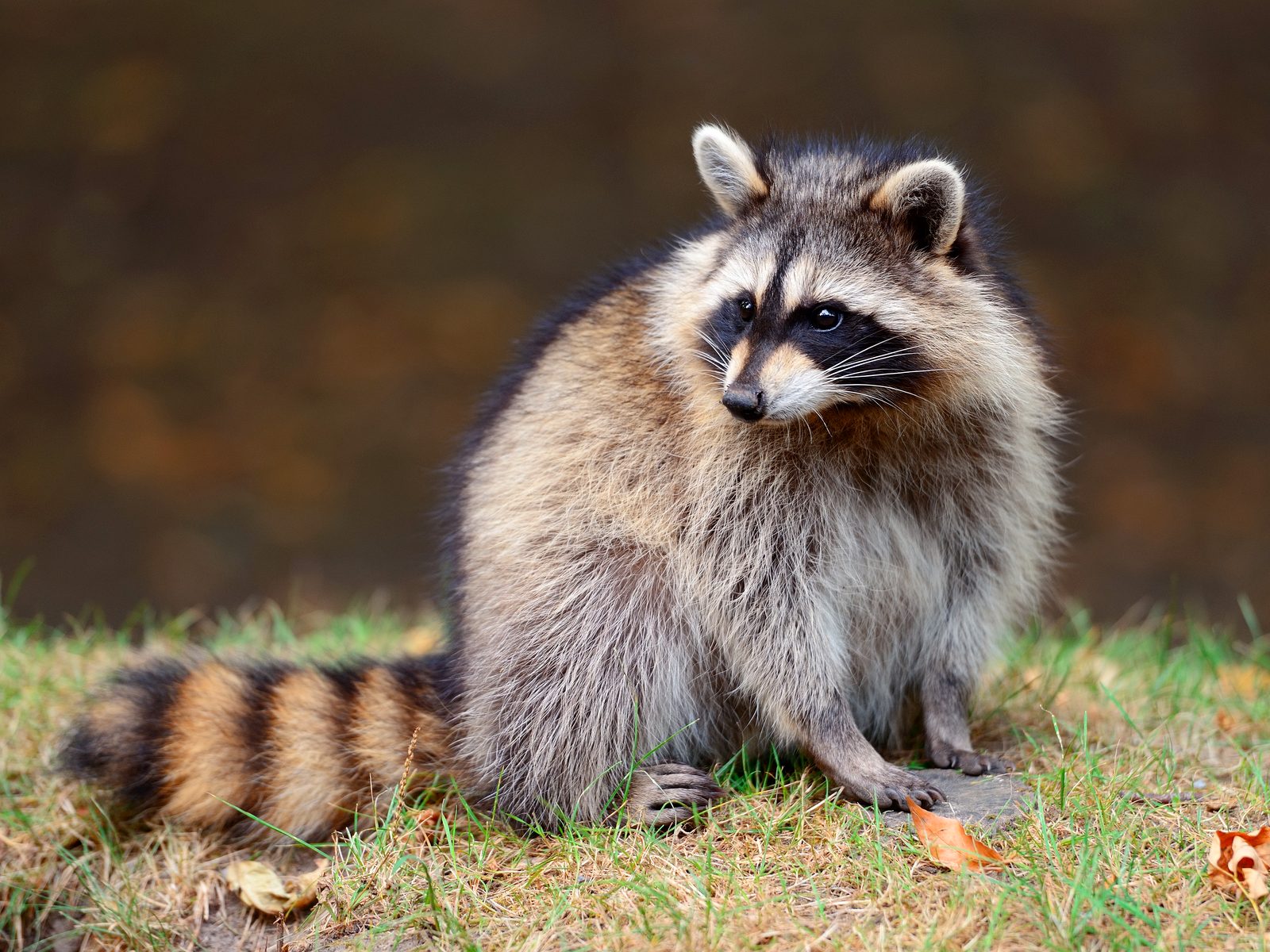 Wildlife removal work near Oliver Springs, TN