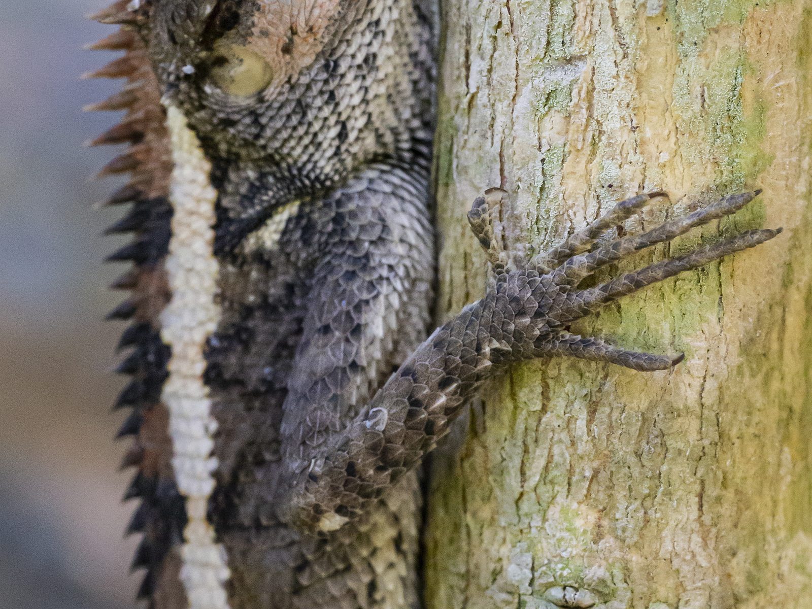 Wildlife removal work near Tomball, TX