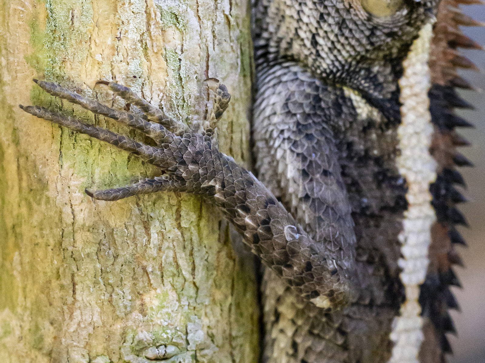Wildlife removal work near Longswamp, PA