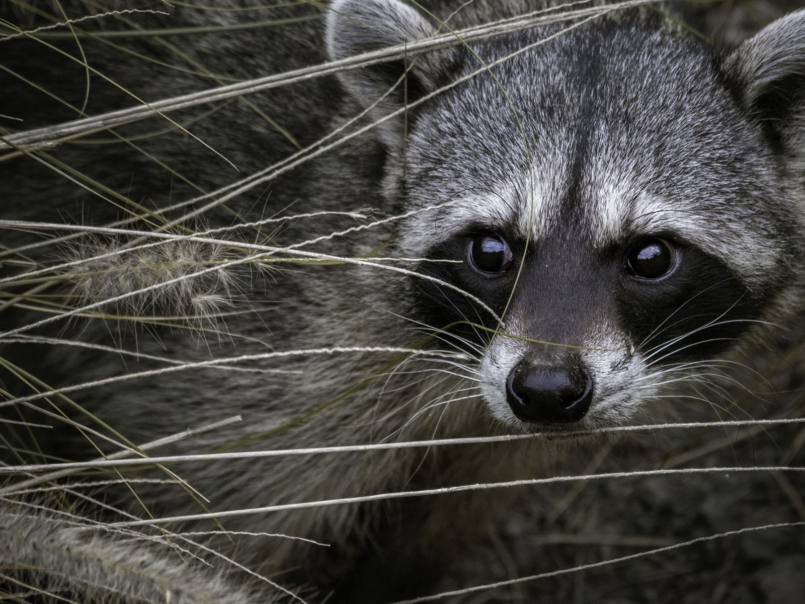 Wildlife removal work near Fort Smith, AR