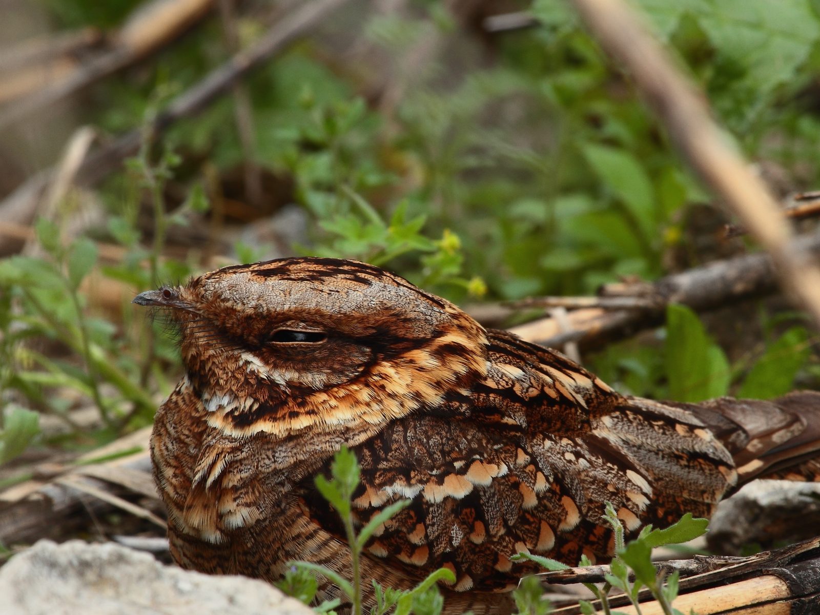 Wildlife removal work near Alcoa, TN