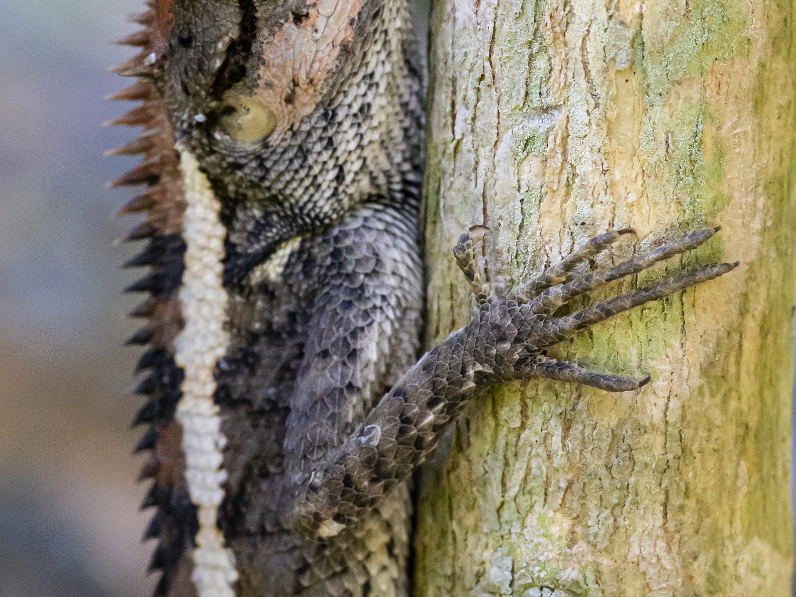 Wildlife removal work near Telford, TN