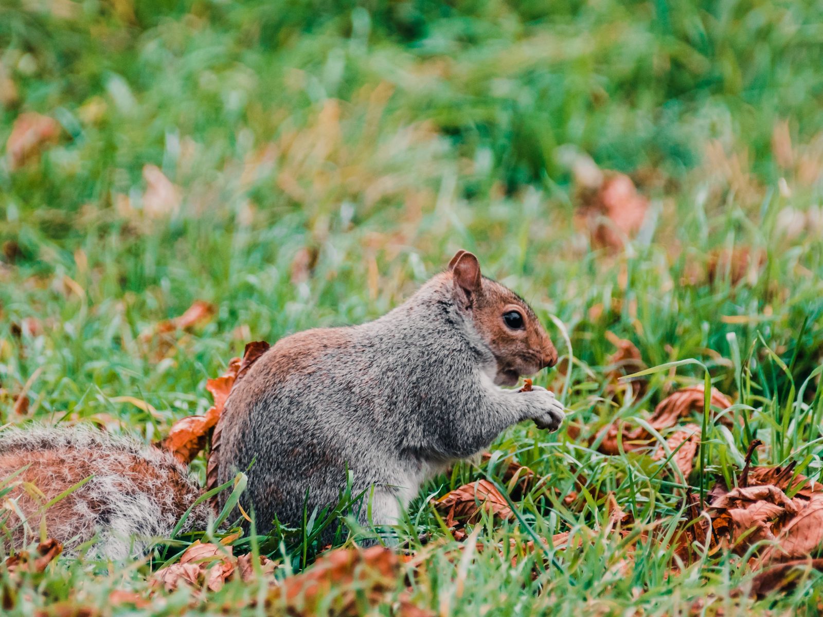 Wildlife removal work near Siloam Springs, AR