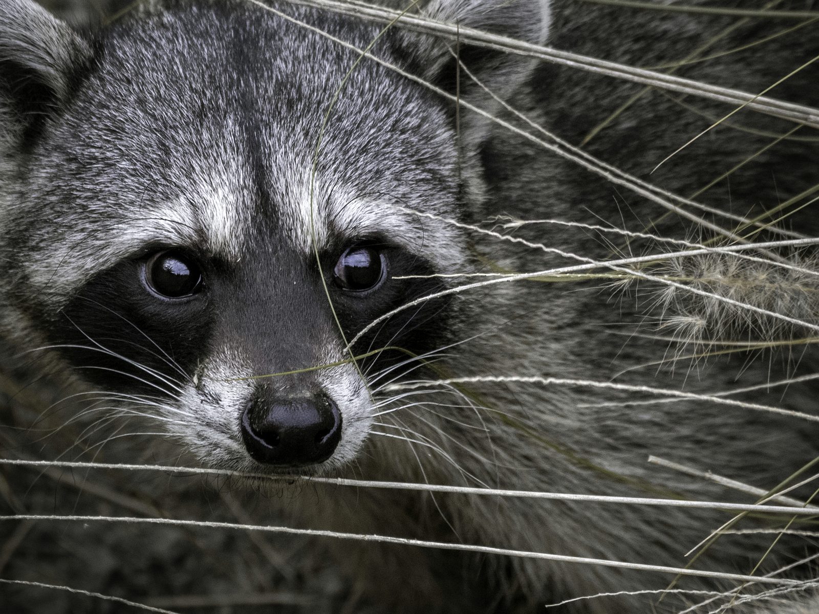 Wildlife removal work near Omaha, NE
