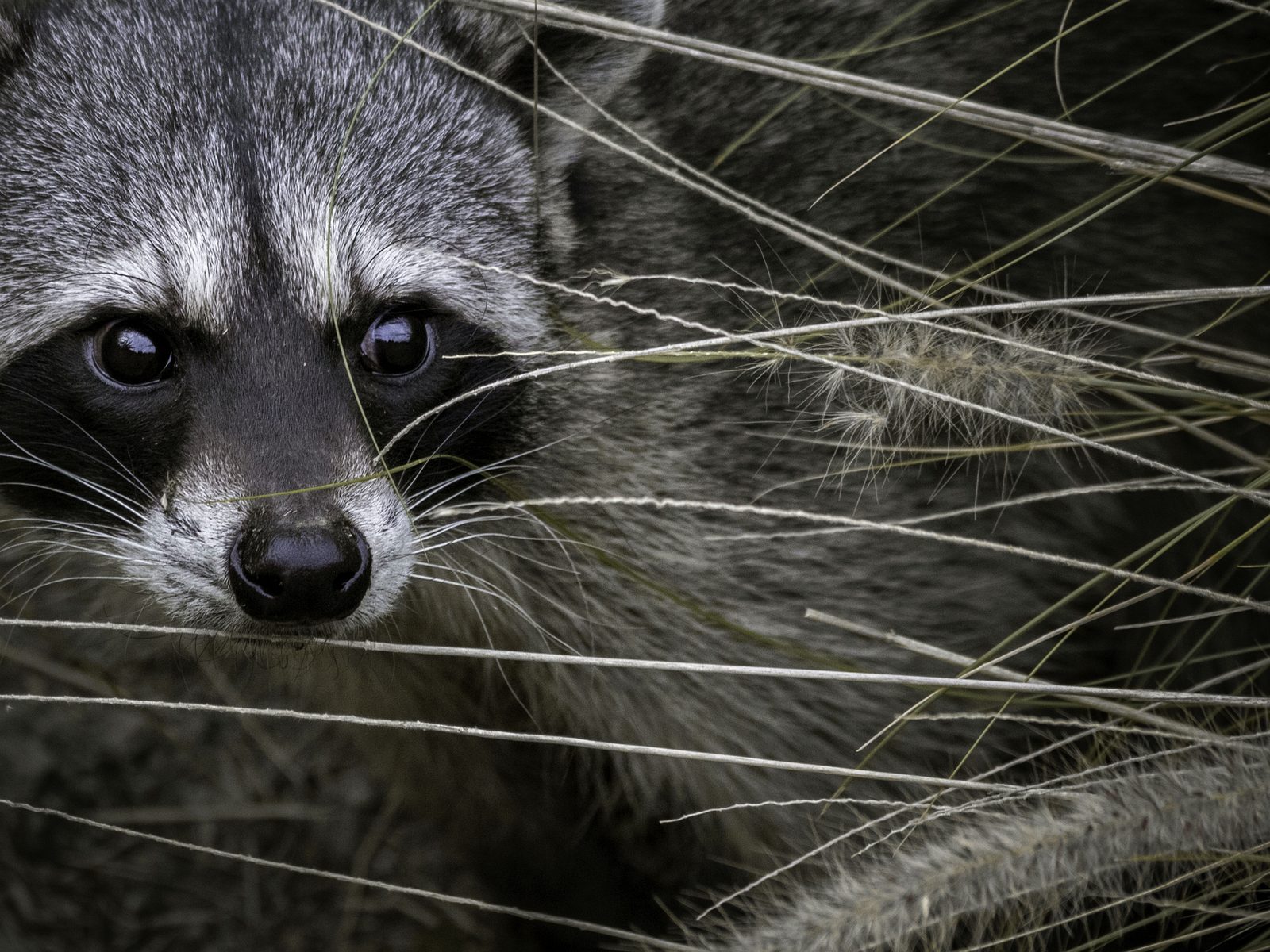 Wildlife removal work near Mascot, TN