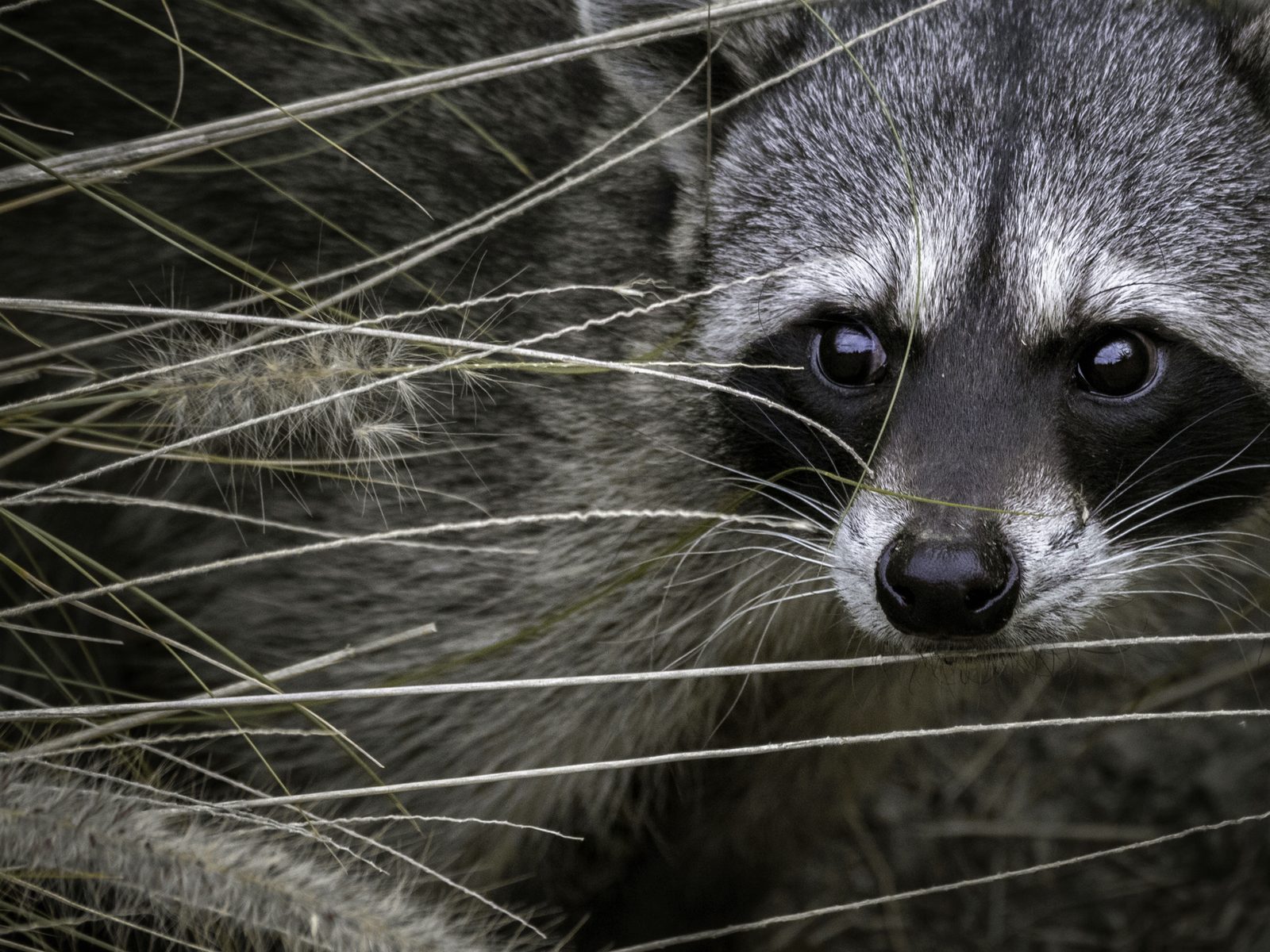 Wildlife removal work near South Whitehall, PA
