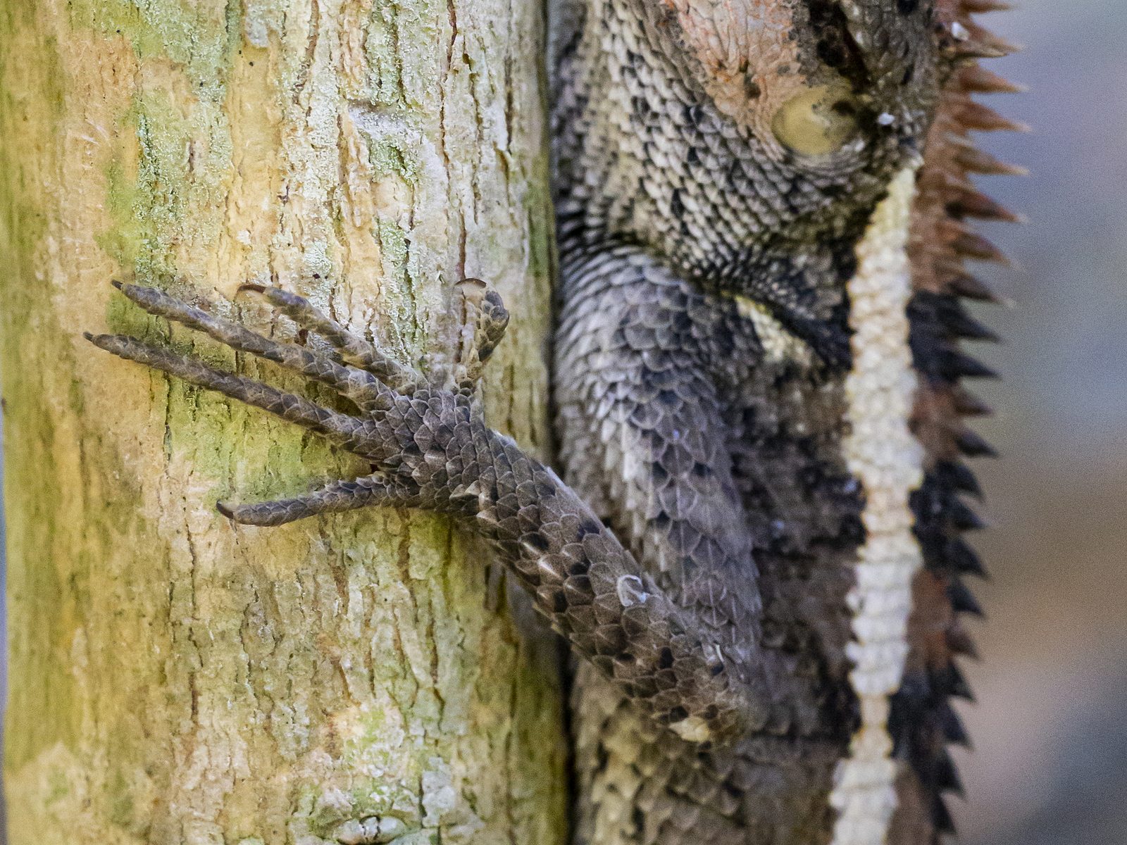 Wildlife removal work near Seneca, MO