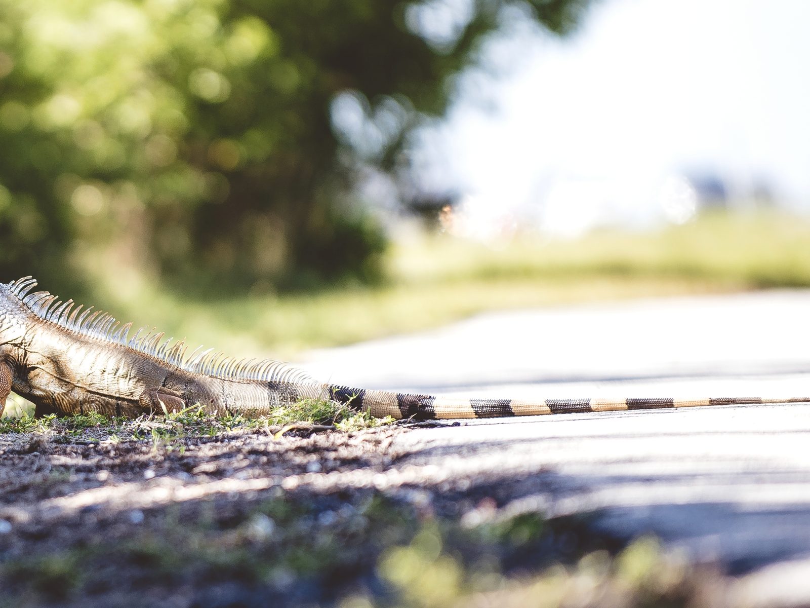 Wildlife removal work near Jefferson City, TN