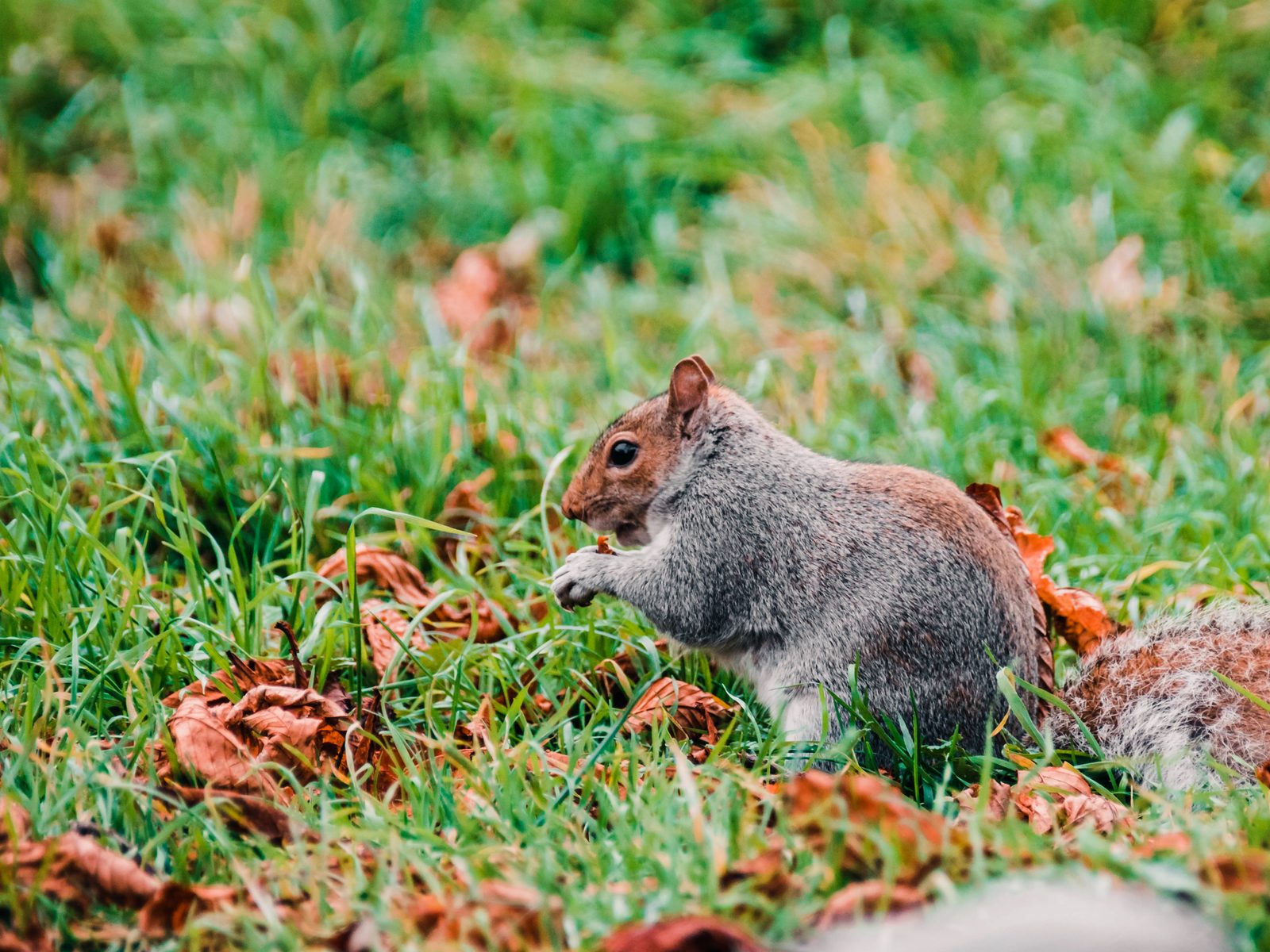 Wildlife removal work near Elkins, AR