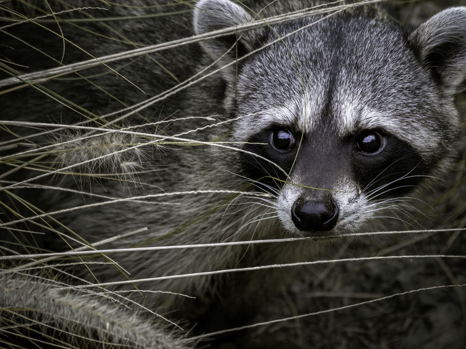 Wildlife removal work near South Whitehall, PA