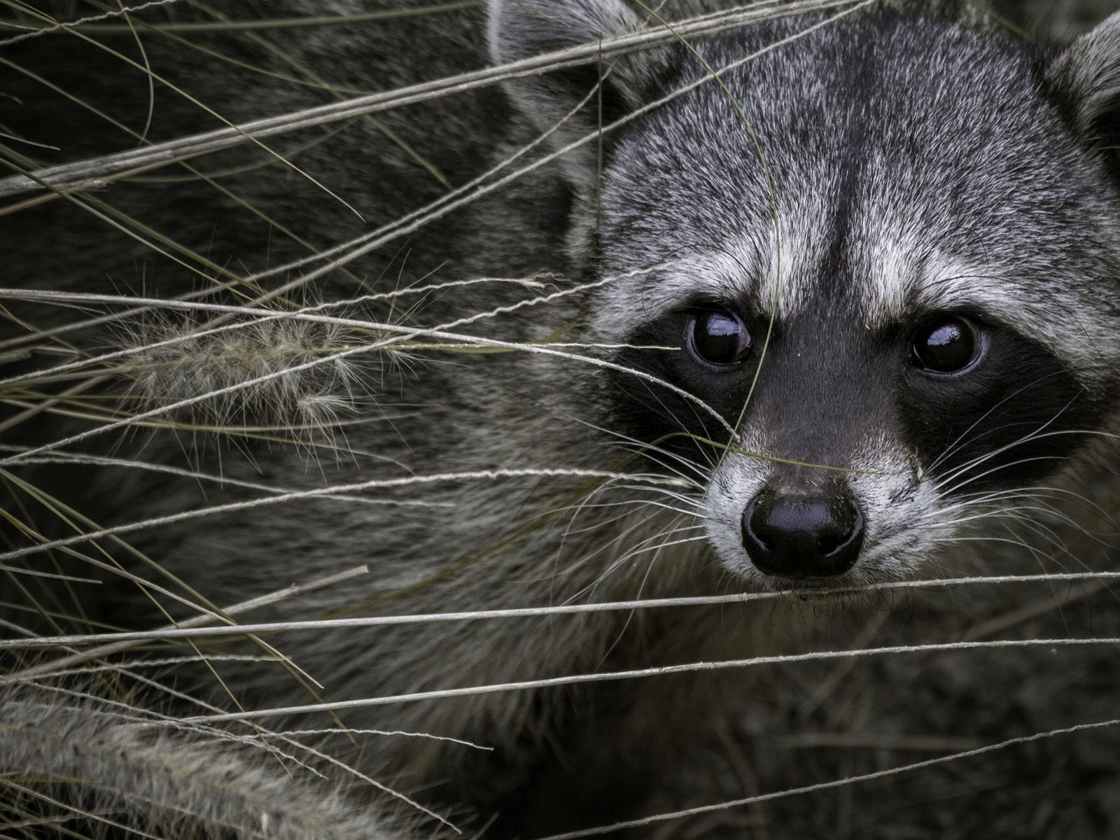 Wildlife removal work near Corryton, TN