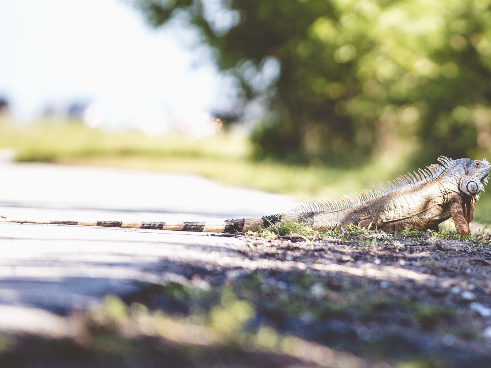 Wildlife removal work near Jefferson City, TN