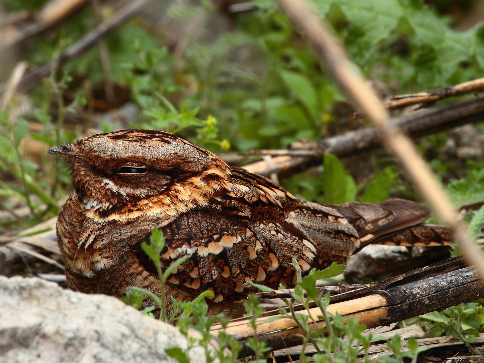 Wildlife removal work near Chuckey, TN