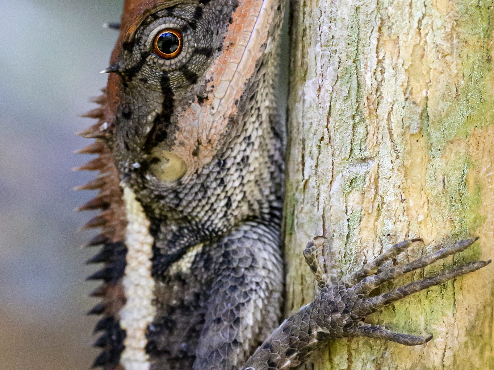 Wildlife removal work near Commerce, MI