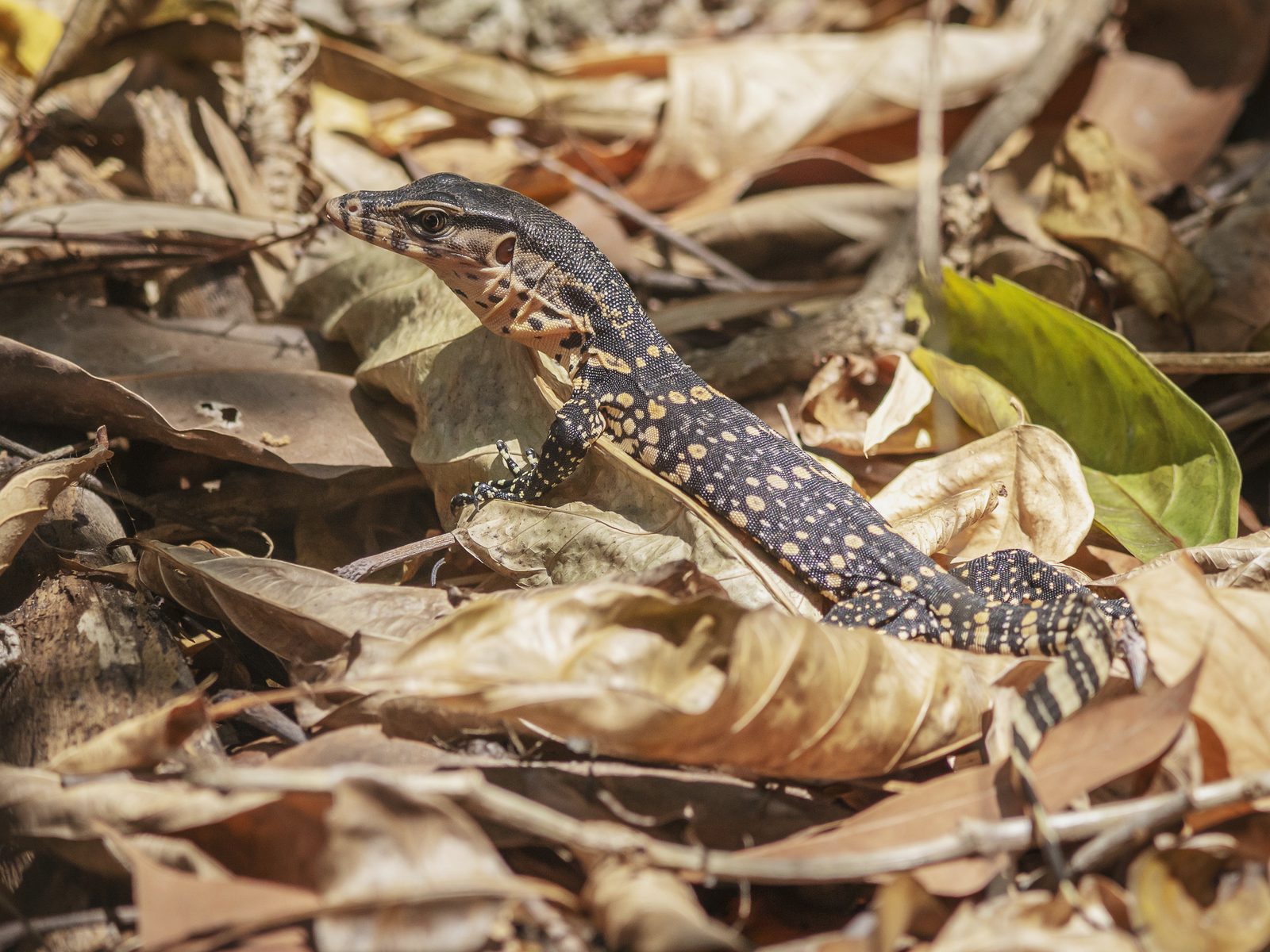 Wildlife removal work near Greeneville, TN