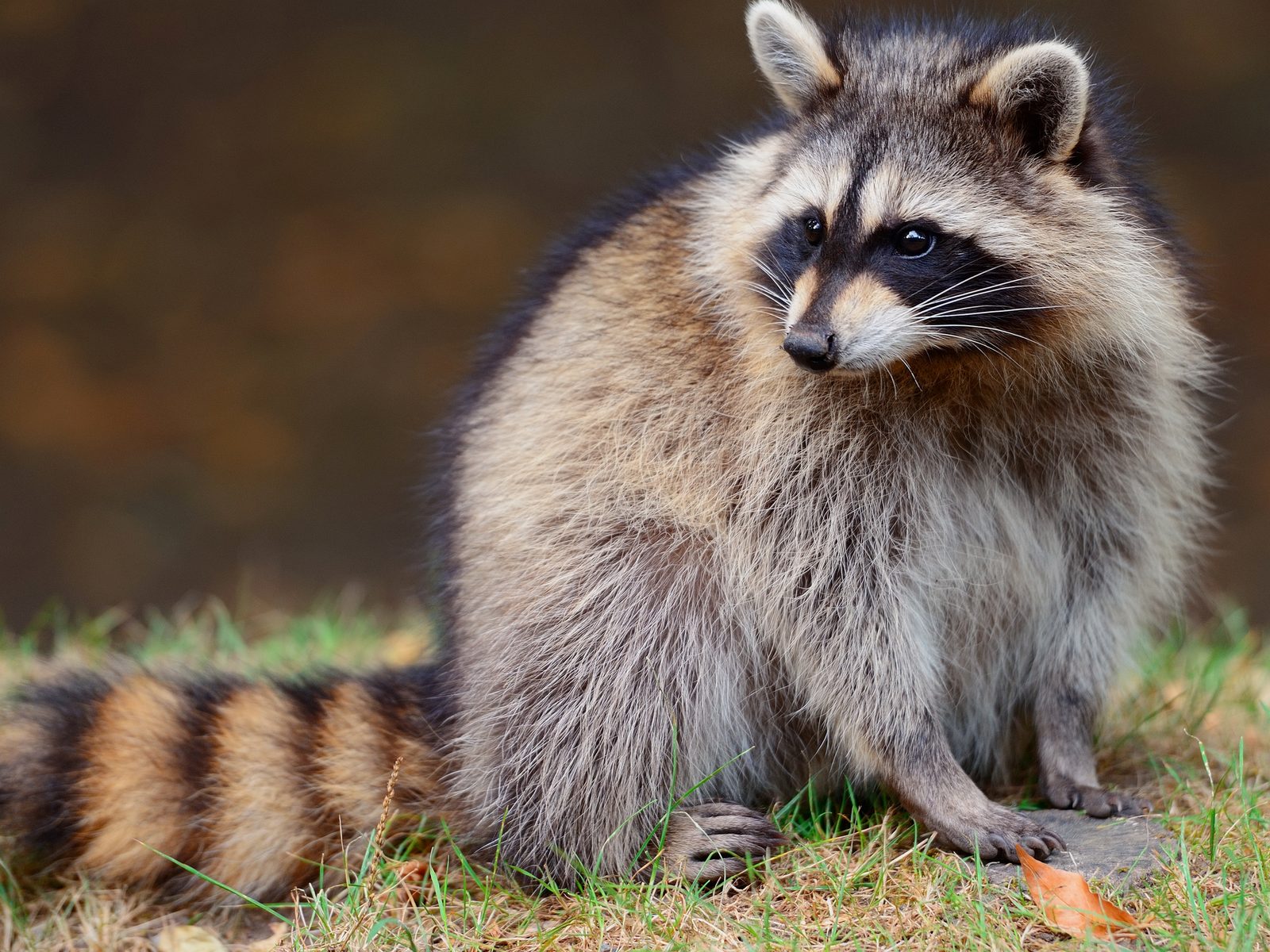 Wildlife removal work near Hellertown, PA