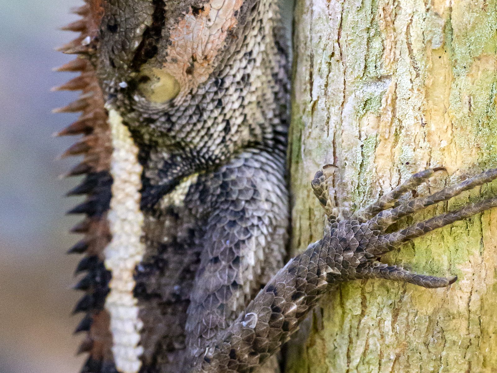 Wildlife removal work near Midway, TN