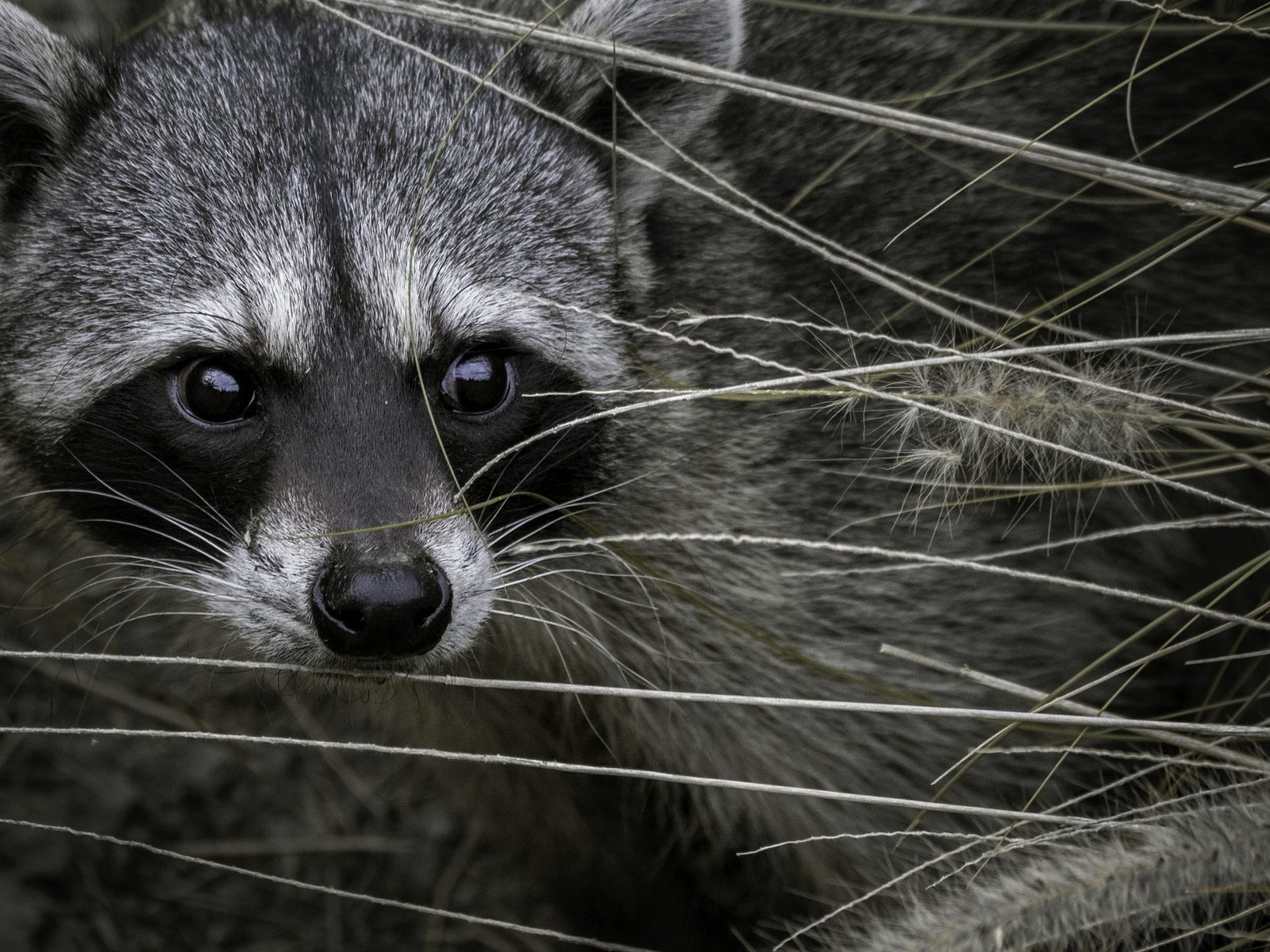 Wildlife removal work near Emmaus, PA