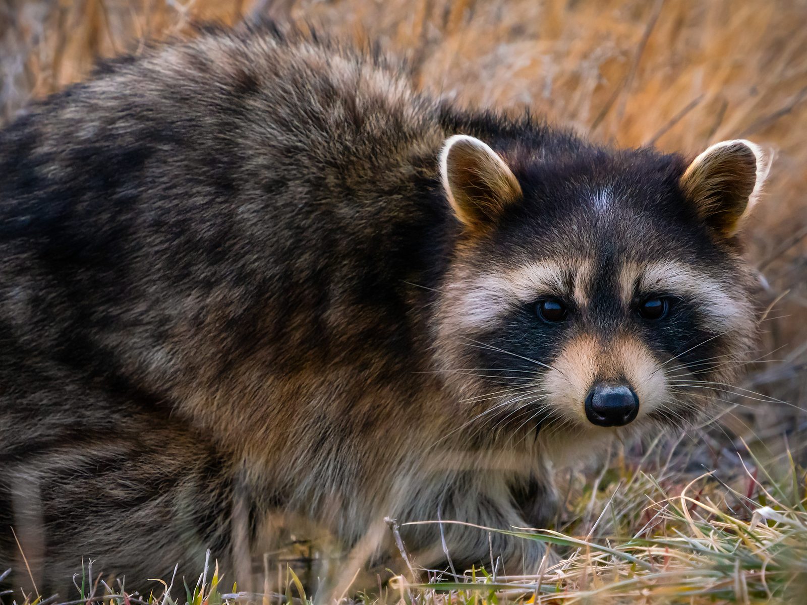 Wildlife removal work near Greensboro, GA