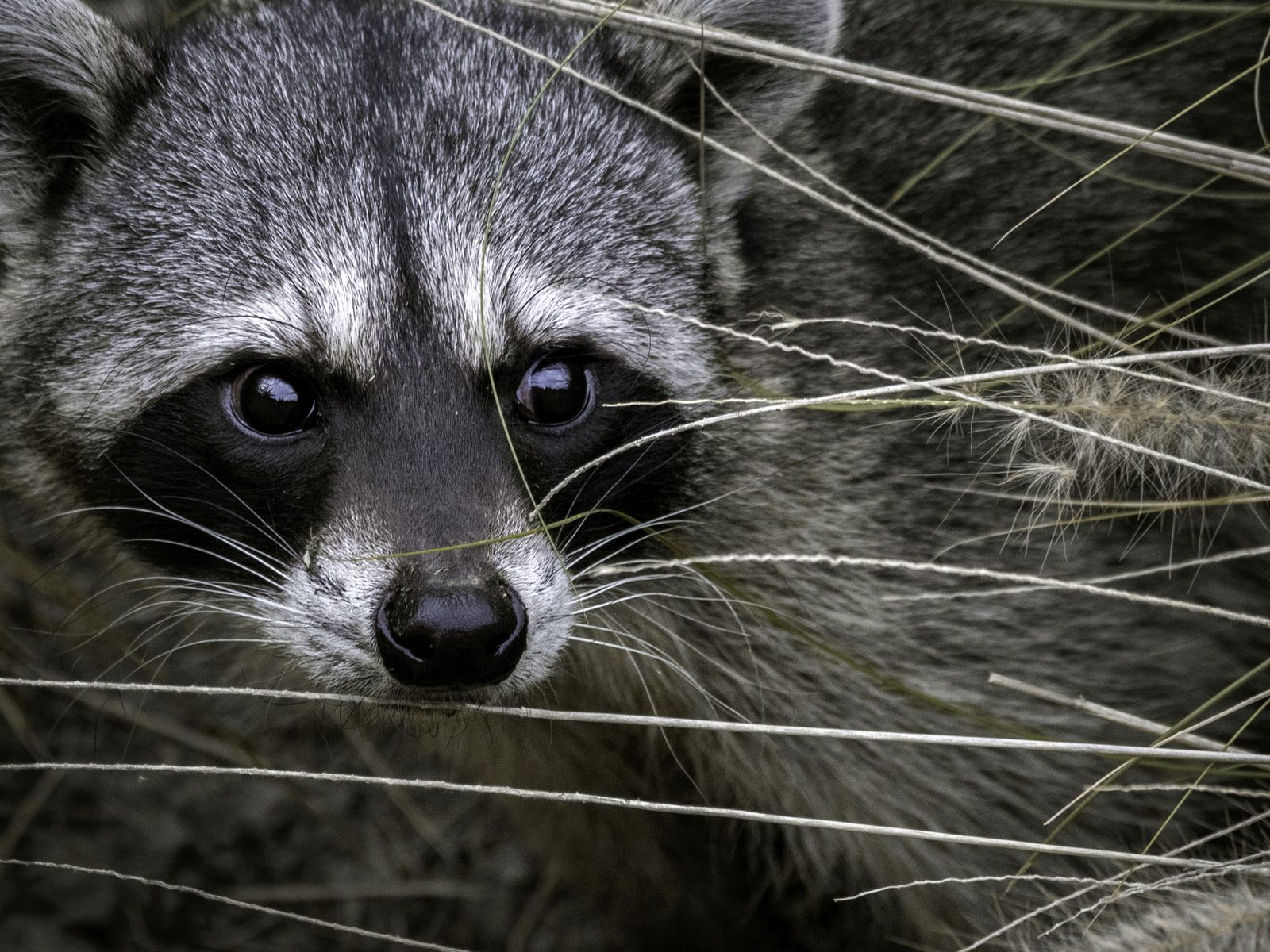 Wildlife removal work near Waterford, MI