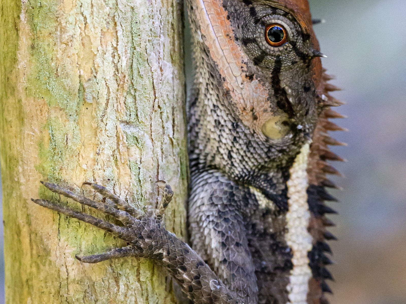Wildlife removal work near Wesley, AR