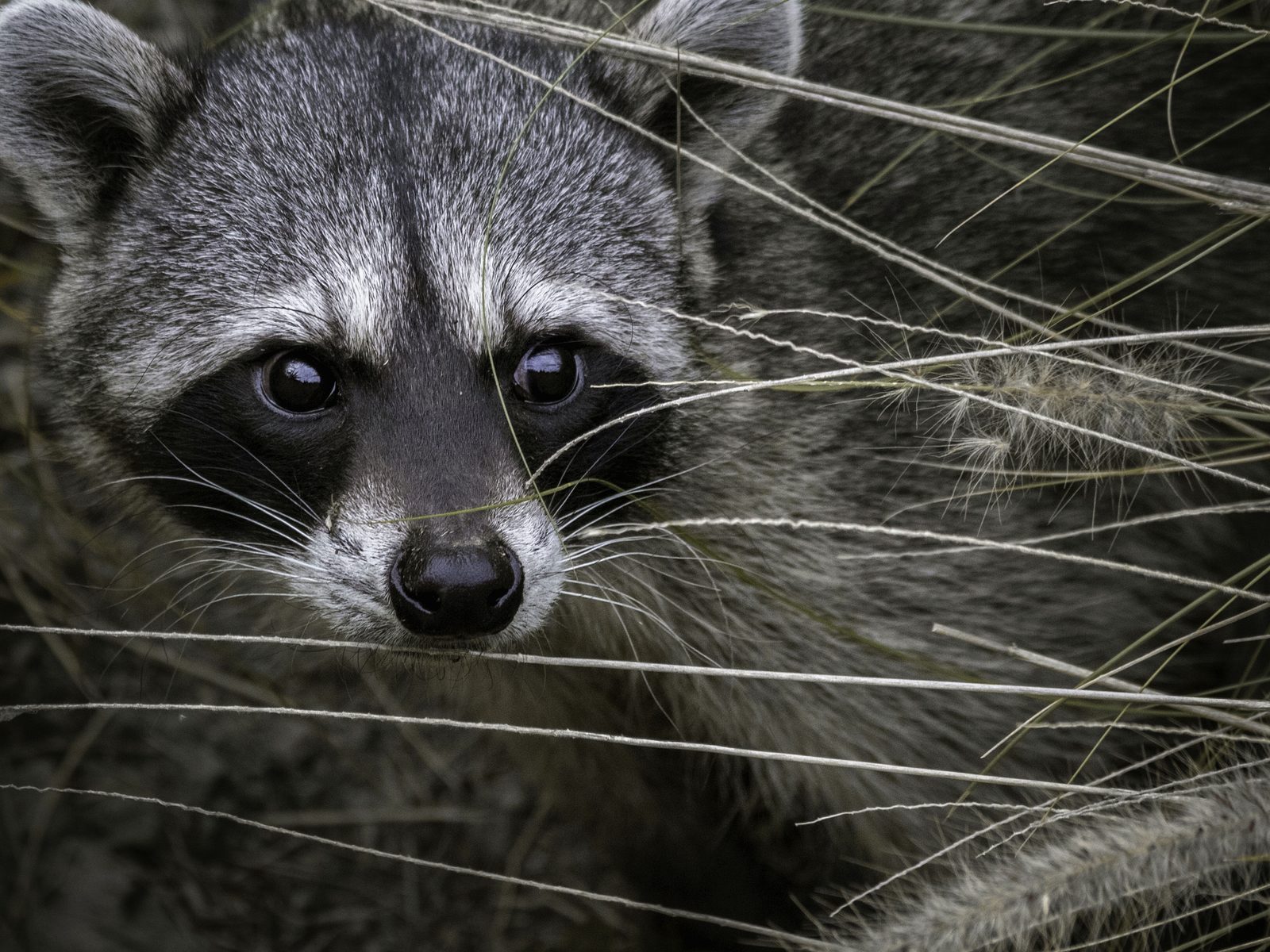 Wildlife removal work near Harriman, TN