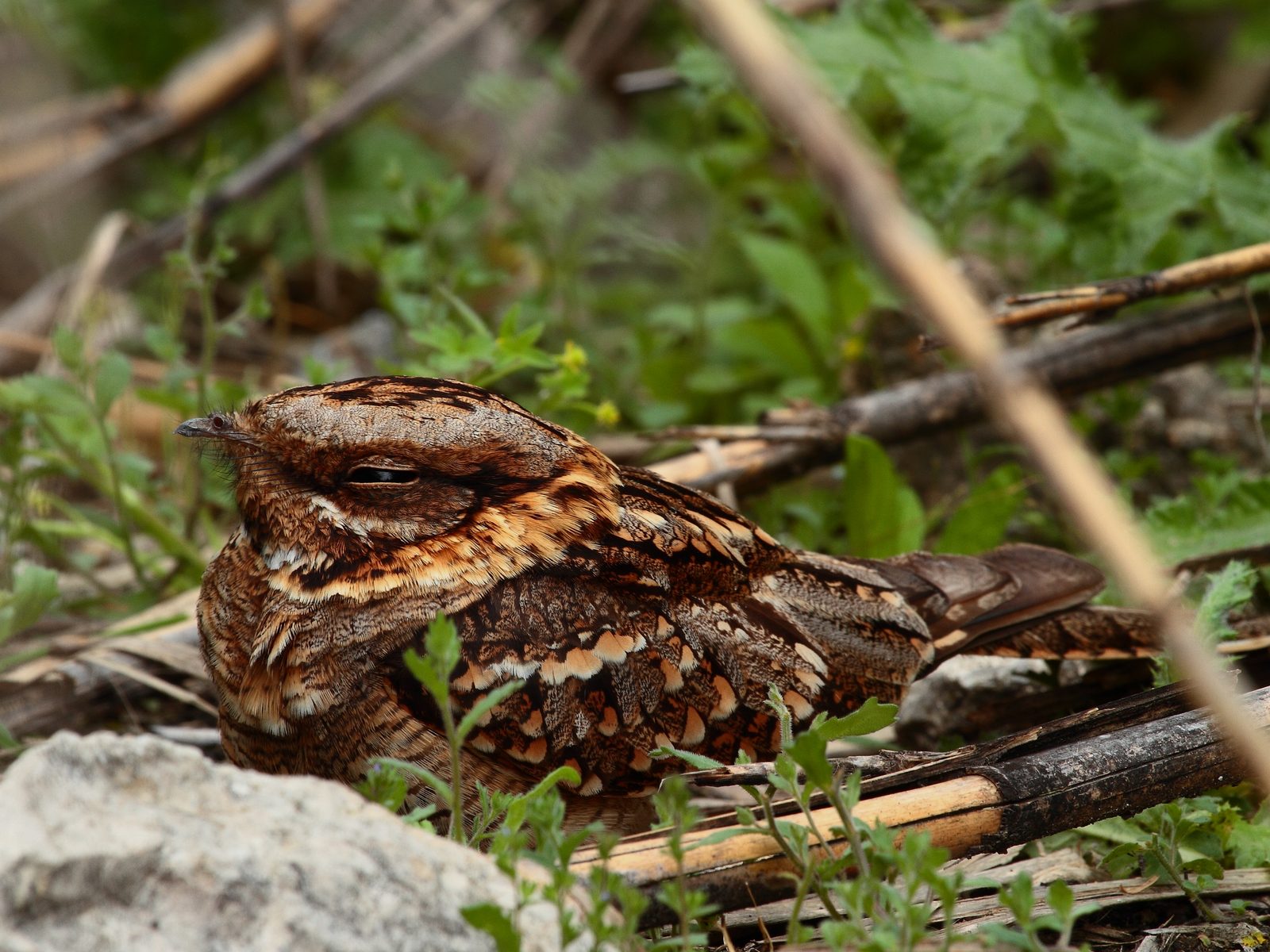 Wildlife removal work near Bellaire, TX