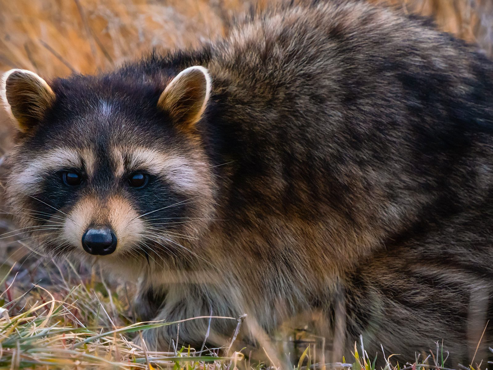 Wildlife removal work near Sneedville, TN