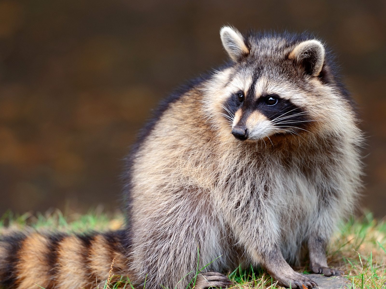 Wildlife removal work near Sylvan Lake, MI