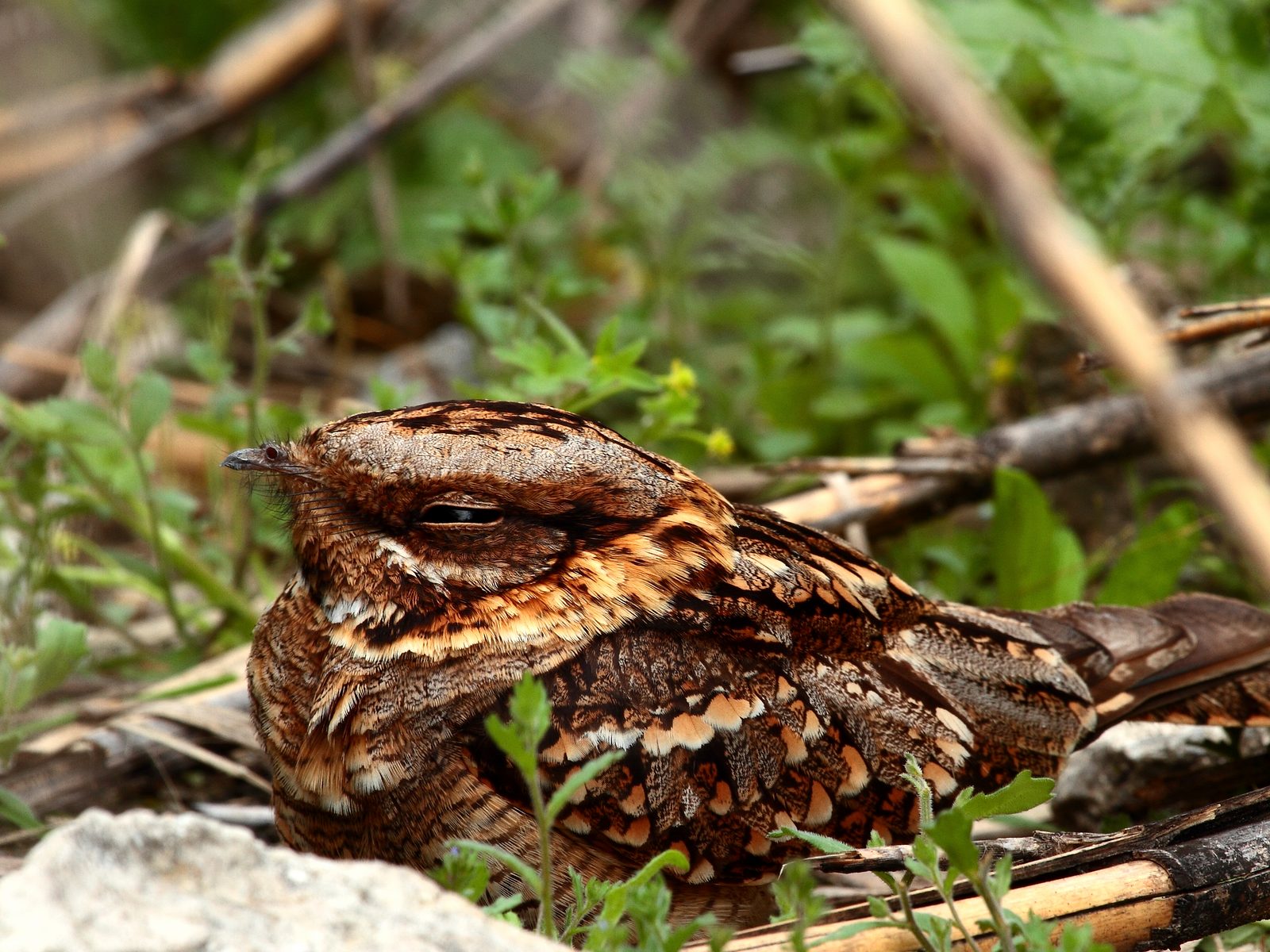 Wildlife removal work near Houston, TX