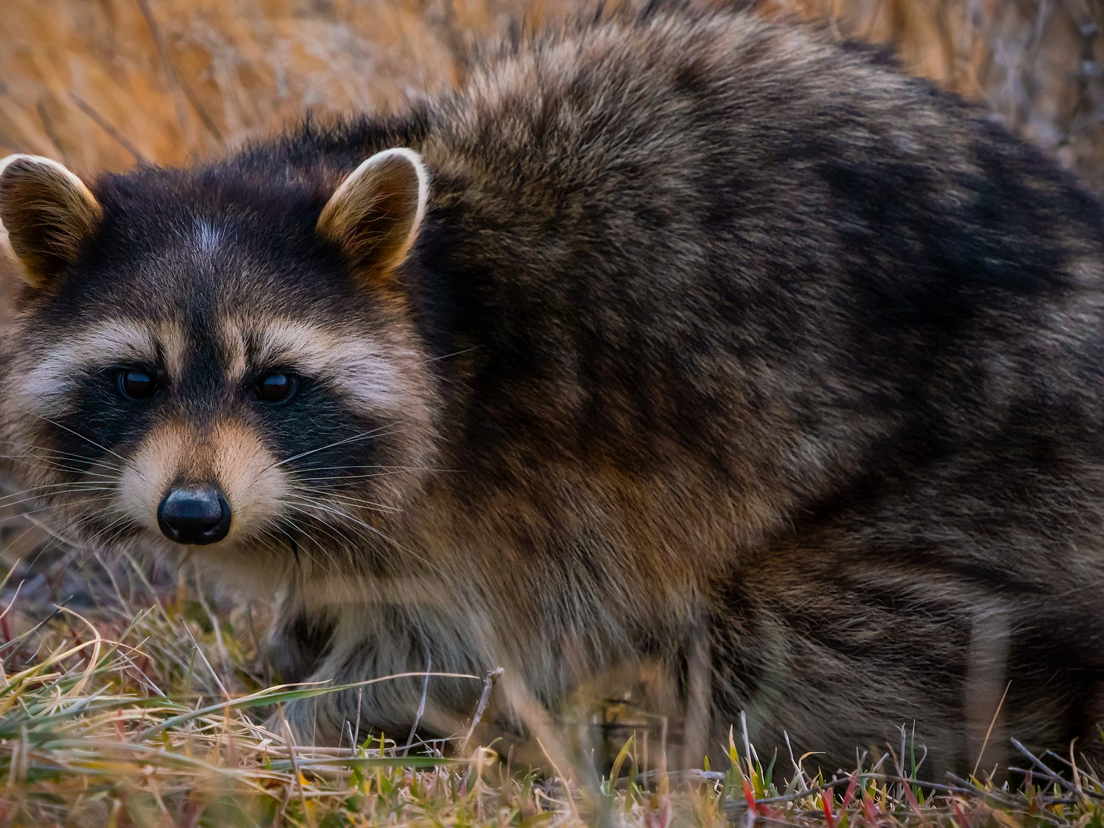 Wildlife removal work near Goodman, MO