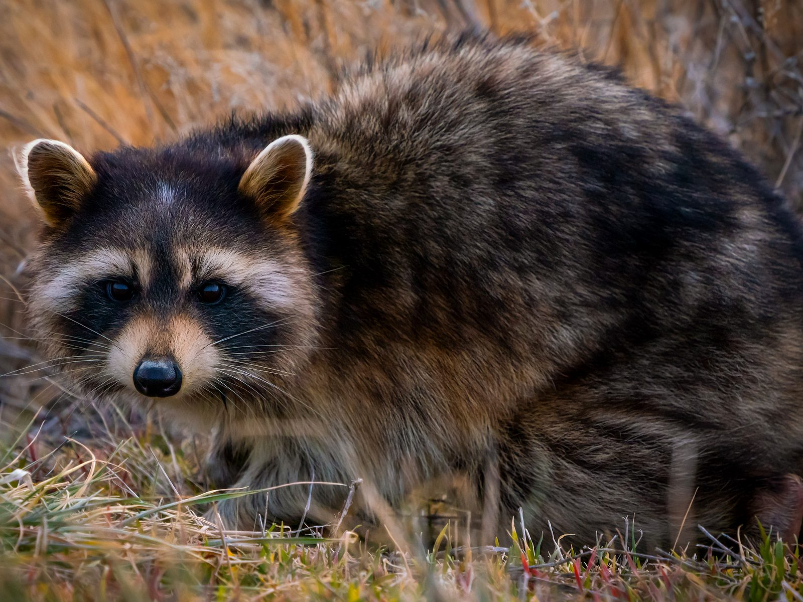 Wildlife removal work near Afton, TN
