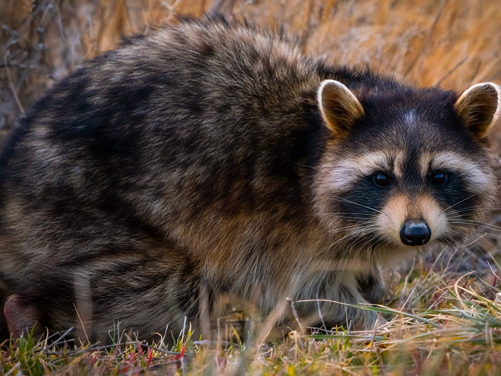 Wildlife removal work near La Follette, TN