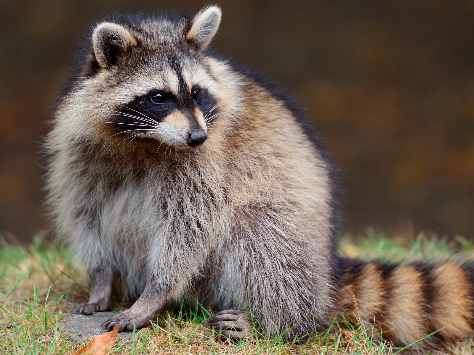 Wildlife removal work near Rutledge, GA