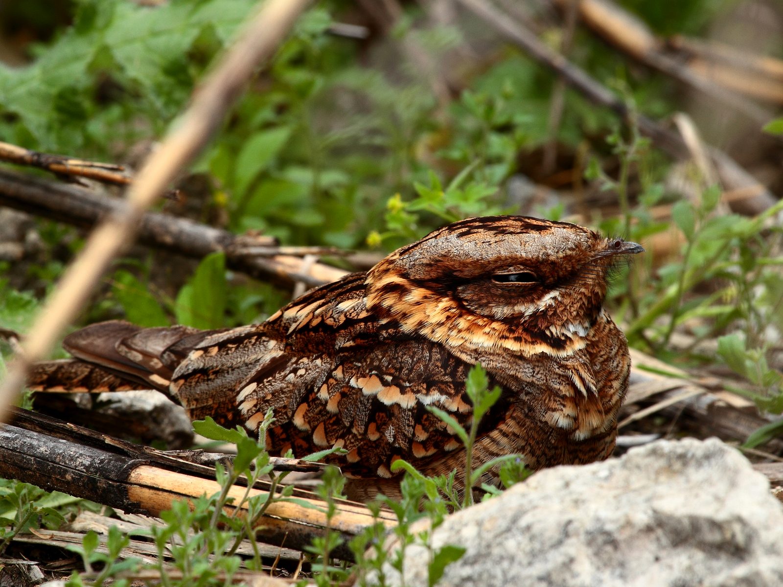 Wildlife removal work near Hartland, MI