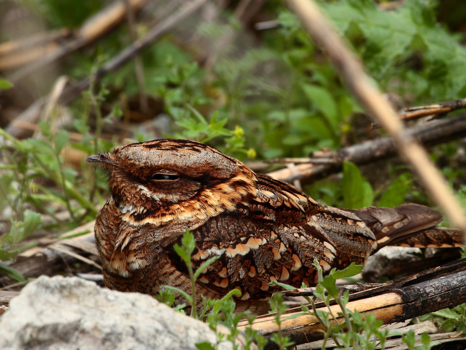 Wildlife removal work near Pigeon Forge, TN