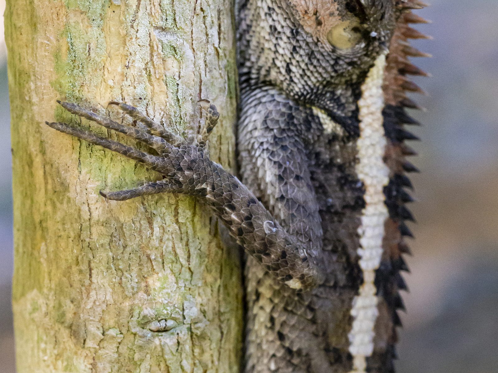 Wildlife removal work near Seligman, MO